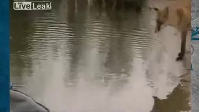 Приколы на рыбалке лиса ловит рыбу смотреть онлайн