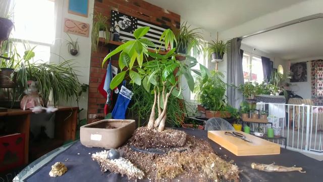 Money Tree Clump Style Bonsai - Repotting Part 1 of 3 - November 2021 смотреть онлайн
