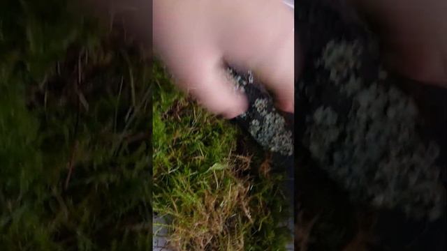 Как обустроить контейнер для улиток? смотреть онлайн