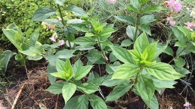 МЛЕЧНЫЙ БЛЕСК НА ГОРТЕНЗИИ. Заболевание может быть опасным, будьте внимательны. смотреть онлайн