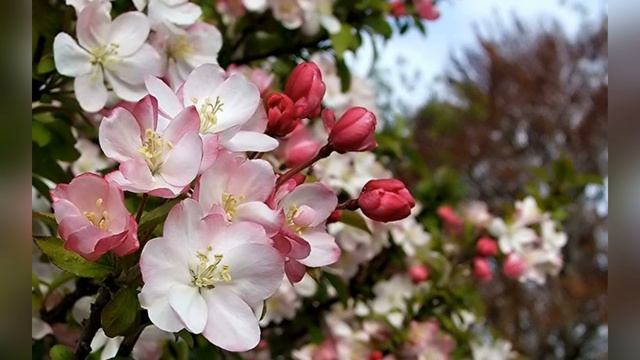 С 1 мая! С праздником! Видео открытка смотреть онлайн