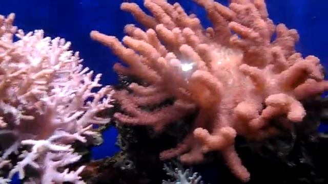 Вьетнам Нячанг Институт океанографии смотреть онлайн