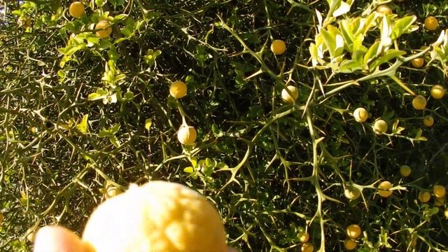 Poncirus (Citrus) trifoliata смотреть онлайн