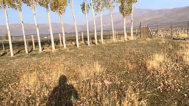 DUMANIN OĞLU AZERBAYCANA HAYIRLI OLSUN. KENDİME AYIRDIĞIM YAVRULARI VERMEK ZORUNDA KALDIM. смотреть онлайн