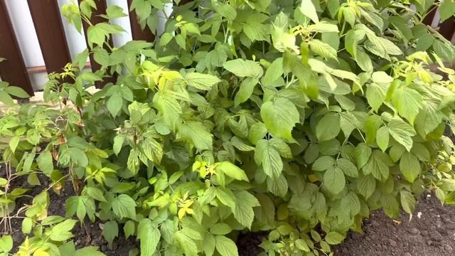 Алиса снова БЕСИТСЯ ! Мы приехали домой с моря / ЗАБОЛЕЛ ЗУБ везем Алису к стоматологу ! смотреть онлайн