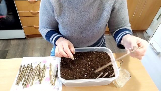 Черенкование глицинии в январе (1 часть)?#размножение#глициния#черенки смотреть онлайн