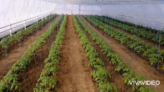 Выращивание томатов. Правильное развитие корневой системы после высадки. Пинк Хит и Макан. смотреть онлайн