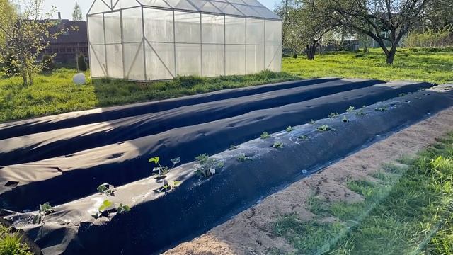 Достроил печь // Больше клубники // Косим участок смотреть онлайн