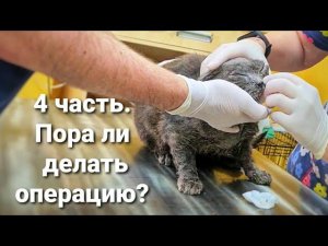 Везем Лютика в клинику после недели лечение, Что нам скажут? Нашли  щенят на трассе оскелетевших