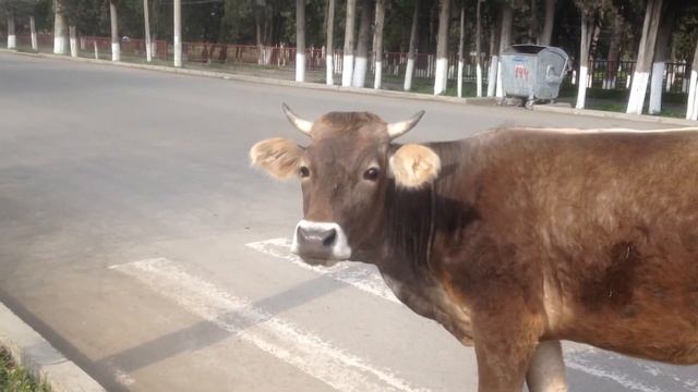 КАК ПРАВИЛЬНО БРАТЬ ИНТЕРВЬЮ У КОРОВЫ / Cow's interview смотреть онлайн