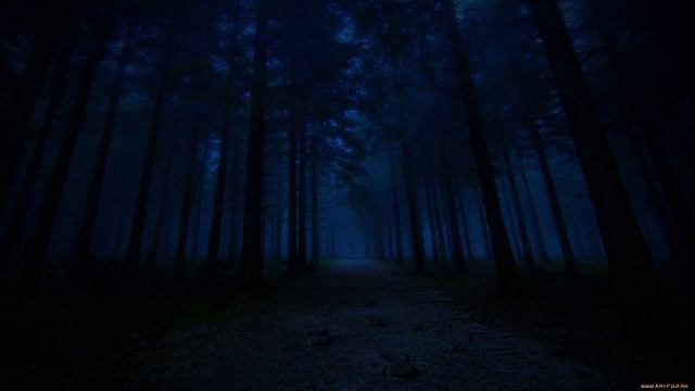 Звуки ночного леса смотреть онлайн