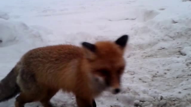 Ямальские зарисовки