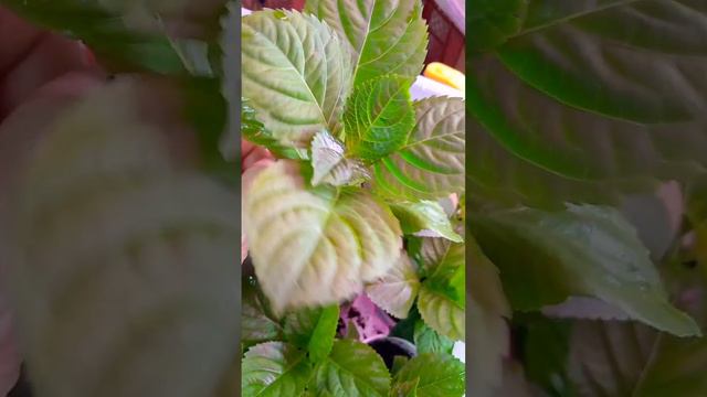 #В таких условиях черенки гортензии моментально пошли в рост!!!! 🌺🌺🌺 смотреть онлайн