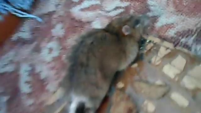 приколы про животных крыса смотреть онлайн