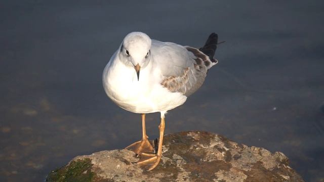 Чайка "Морской голубок" смотреть онлайн