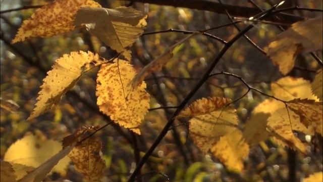 Оха Сахалин северный Елена Акшенцева Осень рыжая лисица