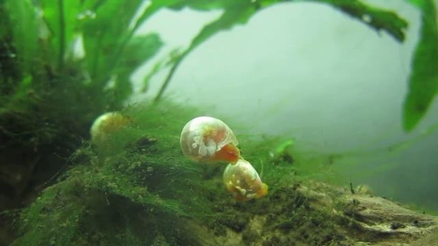 Teste de vídeo Macro - Canon PowerShot SX210IS (1) смотреть онлайн