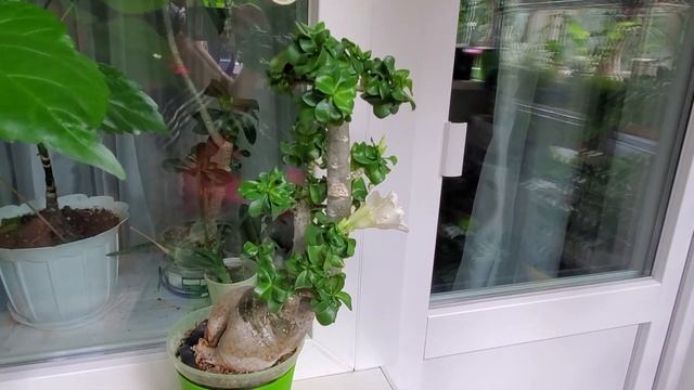 прививка  адениума Mini  Whitе на адениум Obesum