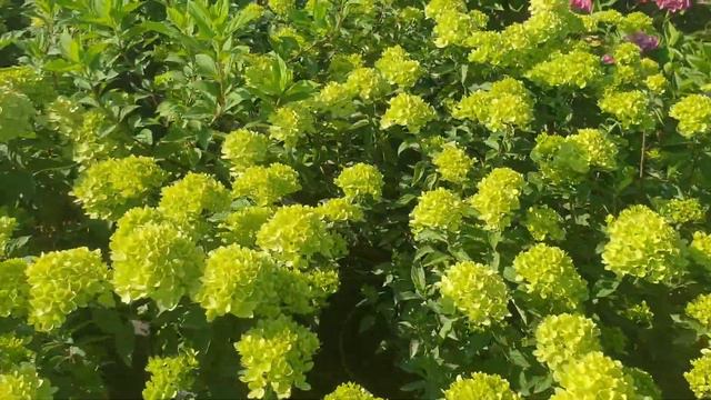 Hortenzija šluotelinė (Hydrangea paniculata) ‘Little Lime’ PBR смотреть онлайн