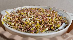 Проращиваю маш (бобы мунг) дома
