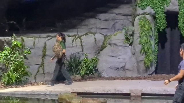 Creatures of the Night - Singapore Zoo Night Safari - Exclusive Free Show смотреть онлайн