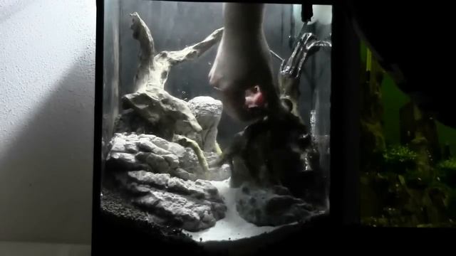 Aquascape Aquarium Setup Manten Stone ADA смотреть онлайн