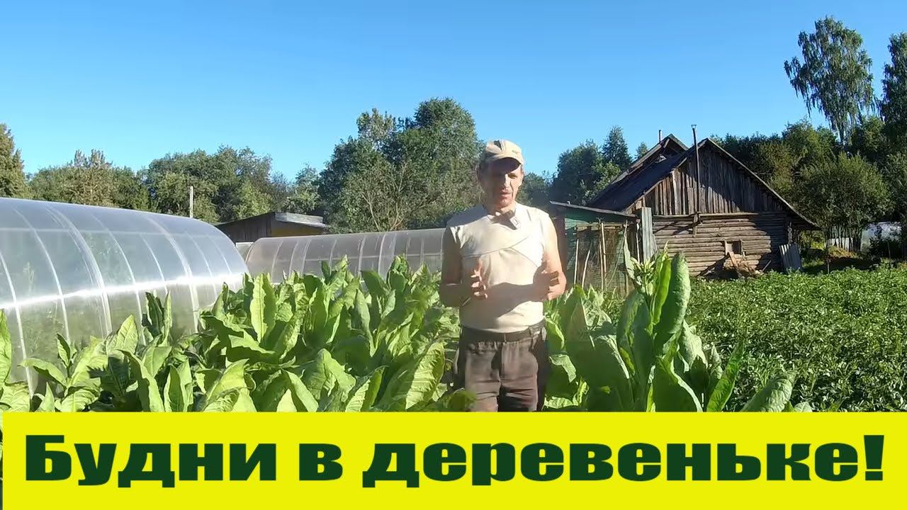 Такой вот расслабленный деревенский  денек...!