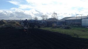 Посадка озимого чеснока под мотоблок.