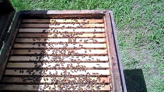 Отзыв пчеловода о матках карпатской породы смотреть онлайн