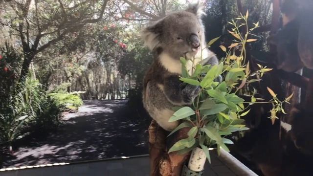 Koala Bear and Baby Penguins at Caversham Park in Perth, Australia. смотреть онлайн
