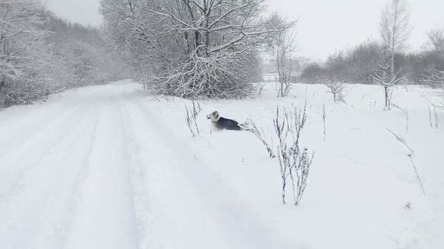 Хаски в снегу смотреть онлайн