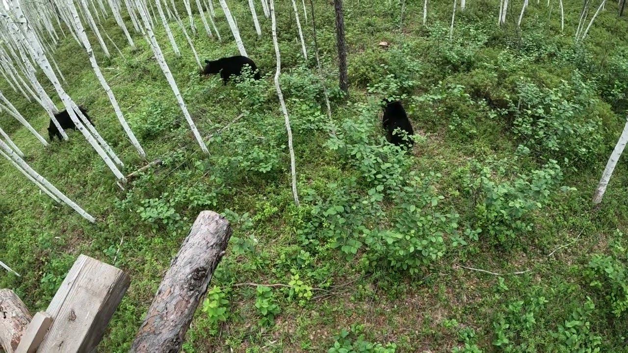 Дуся упала с высоты. смотреть онлайн