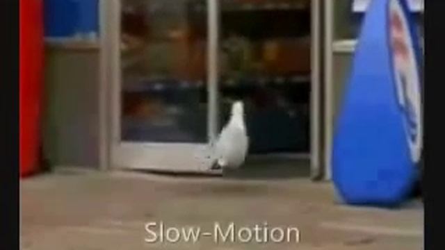 Чайка ворует из магазина ) смотреть онлайн