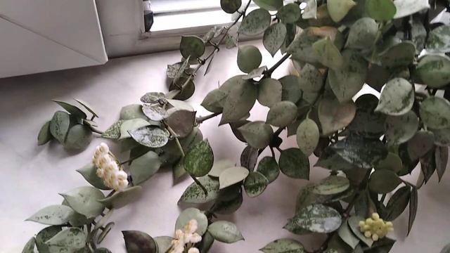 Хойи Светлана и Лакуноза эскимо сильвер