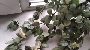Хойи Светлана и Лакуноза эскимо сильвер