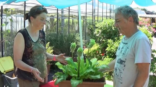Tuto Jardinage:Eucomis Bicolor:Comment Faire La Taille Et L'entretien: Fleur Ananas:bulbeuse Vivace
