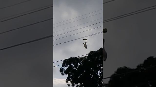 Cockatoo playing on shoes hanging off power line - very cool смотреть онлайн