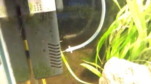 Подача углекислого газа в аквариум посредством браги