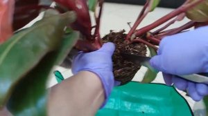 Филодендрон Биркин и Принц Оранж, деление и пересадка.