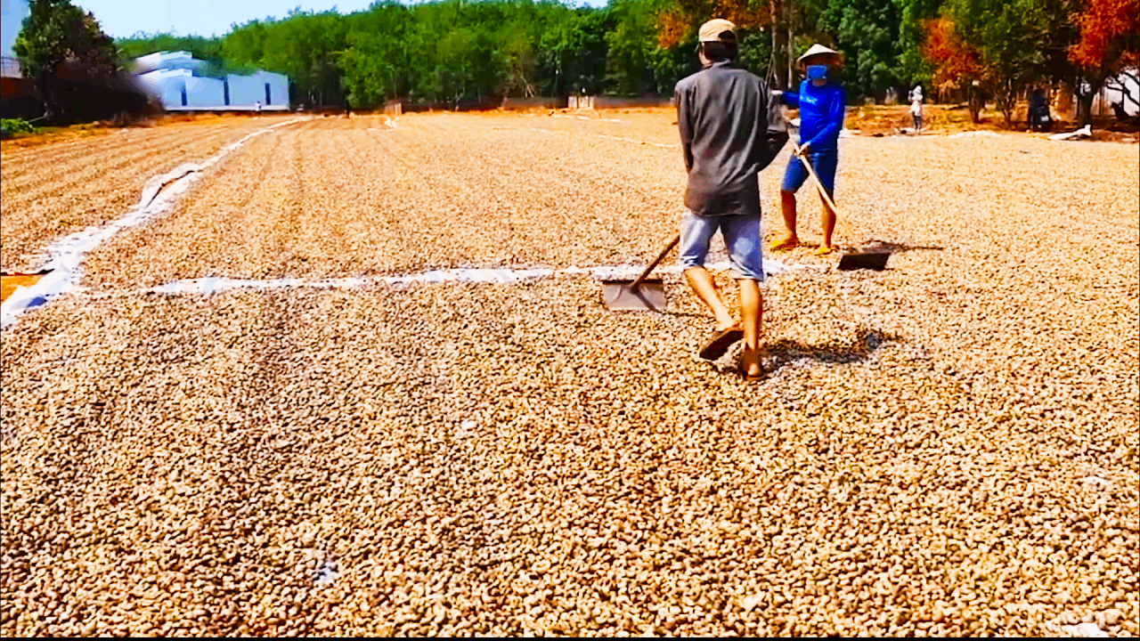 Как выращивают миллионы тонн орехов кешью, макадами и фисташек (озвучка) смотреть онлайн