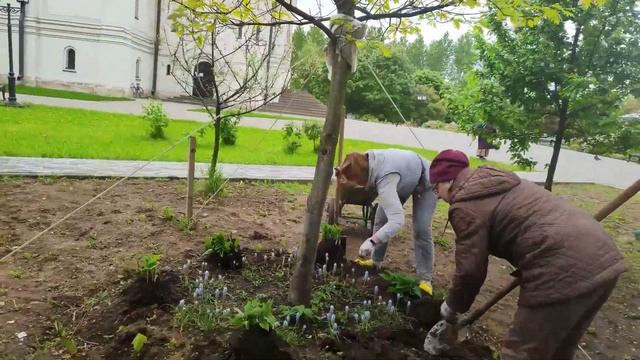 Чем в саду задекорировать приствольные круги деревьев? смотреть онлайн