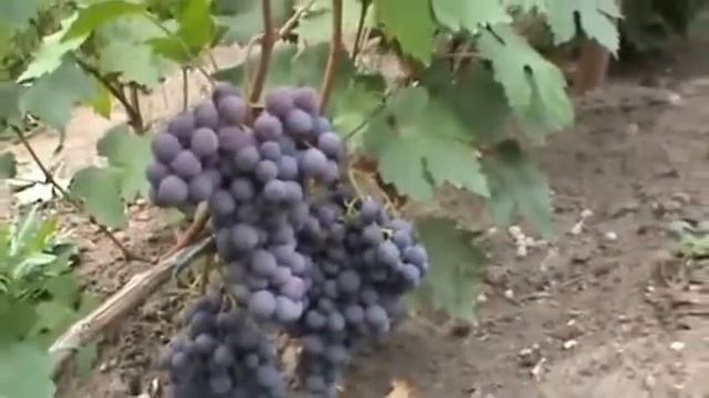 Виноград Ред Глоуб Red Globe смотреть онлайн