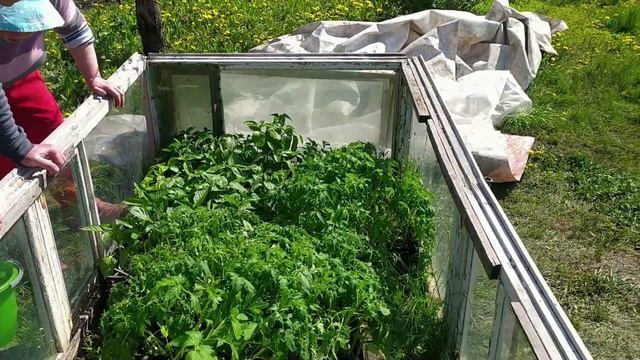 ОГОРОД ЗАВАЛИТ УРОЖАЕМ, А ЦВЕТНИК ПОДАРИТ РАДОСТЬ. смотреть онлайн