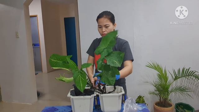 Syngonium Care Tips And Propagation| Arrowhead Vine Care Tips And Propagation|  Pearl Lifestyle TV