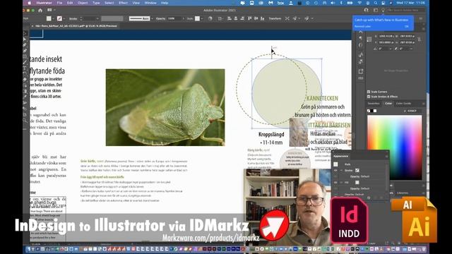 InDesign to Illustrator смотреть онлайн