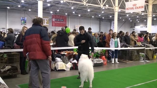 Выставка собак "Киевская Русь", ринг самоедов юниоров смотреть онлайн