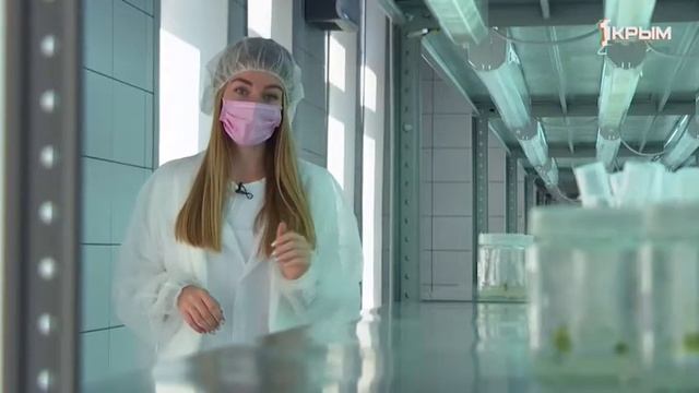 Какие сорта винограда начали выращивать в пробирках и когда их высадят в открытый грунт? смотреть онлайн