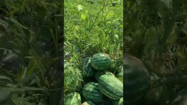 Погрузка Арбуза Осман смотреть онлайн