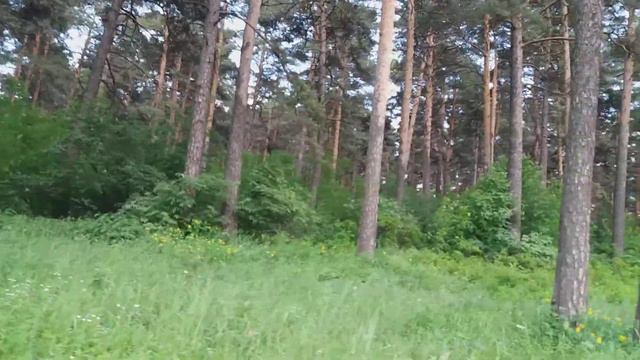 Сосновый бор, г.Кемерово, 16.06.2018 смотреть онлайн