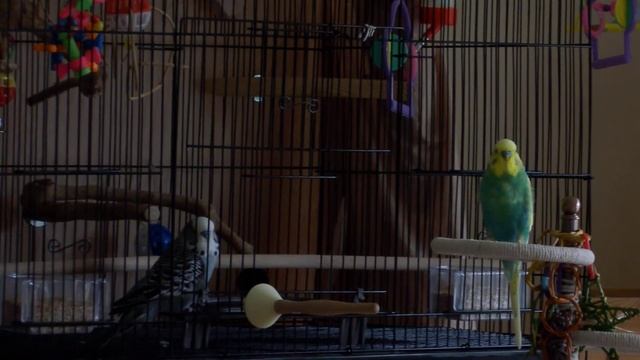 20121112 113918 SH21 смотреть онлайн